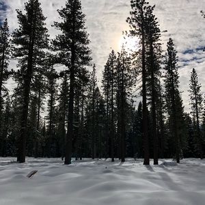 Meet your Posher, Tanner